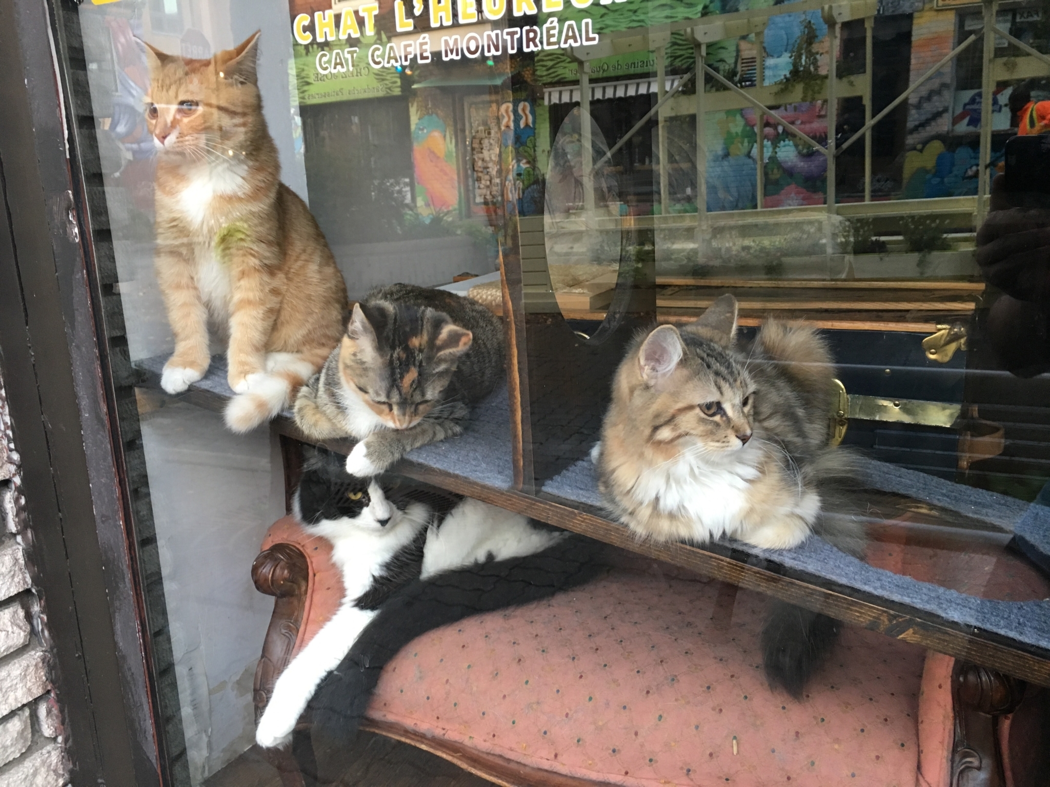 cafe chat