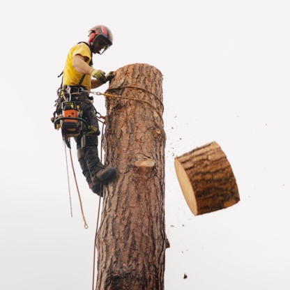 Lees Trees - Tree Service