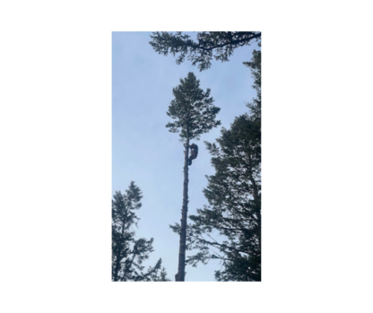 Western Arborist Services - Tree Service