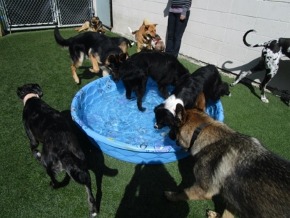 Ruff Spot Dog Day Care & Spa - Toilettage et tonte d'animaux domestiques