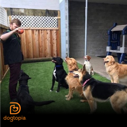 Dog Topia - Garderie d'animaux de compagnie