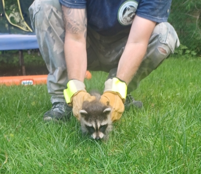 Grenier Faune Expert - Pest Control Services