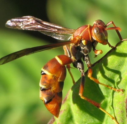 City And Country Pest Control - Wildlife & Animal Control