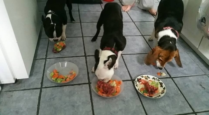 Viande crue pour chien et chat St-Eustache - Magasins de nourriture pour animaux