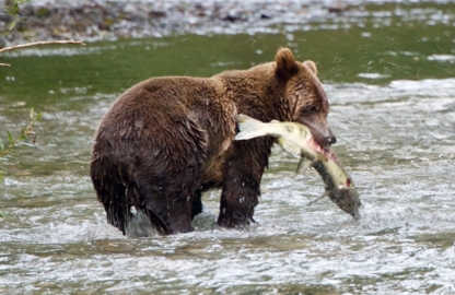 H'aiagal'ath Grizzly Tours - Excursions touristiques et guides