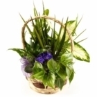 Brant Florist - Florists & Flower Shops