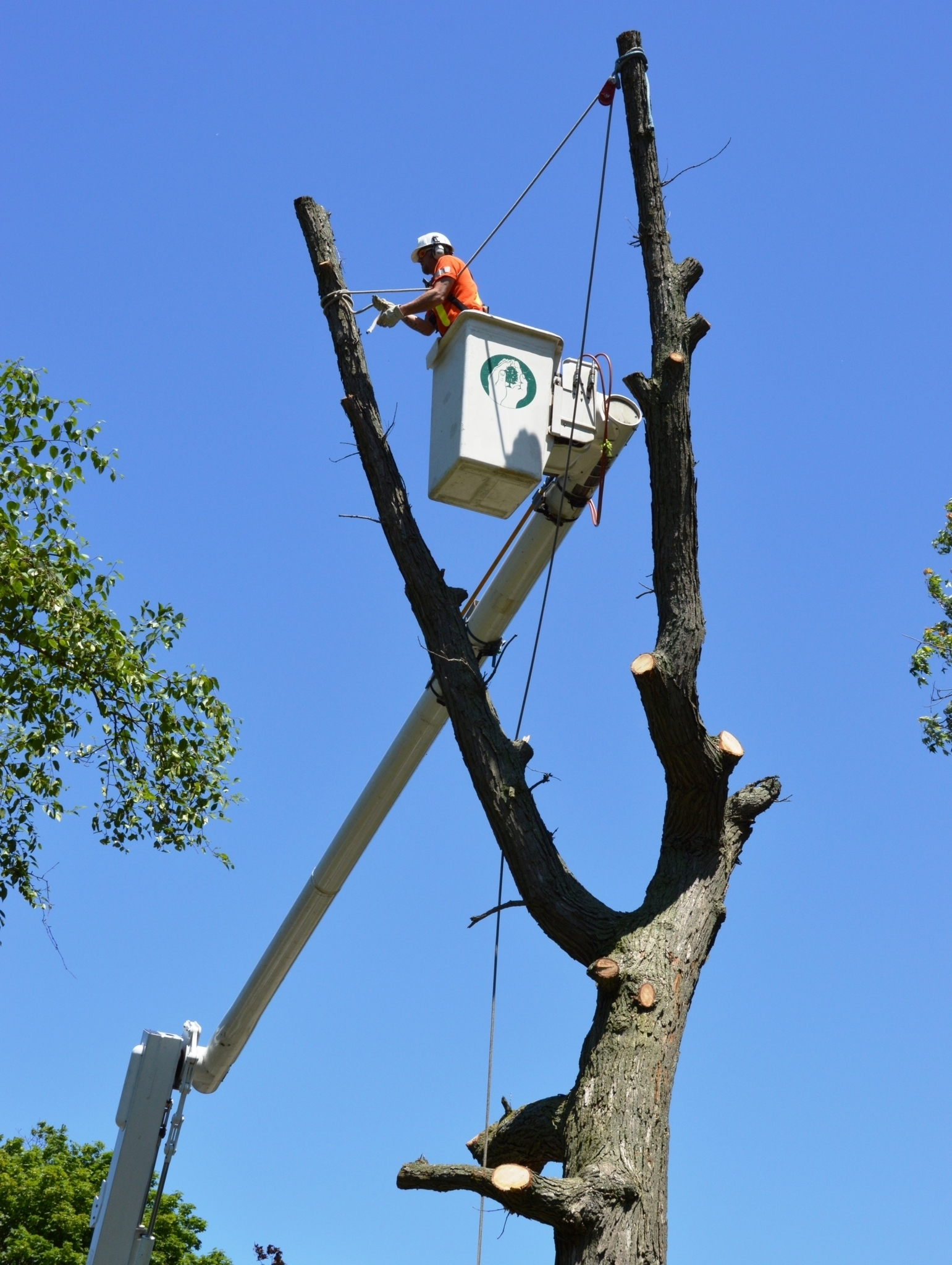 Guardian Tree Systems Inc - Landscape Contractors & Designers