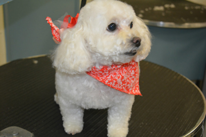 B-Pro Dog Grooming Academy/PCC College - Special Purpose Courses & Schools