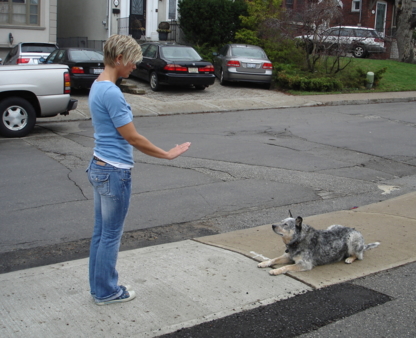 Jump Start Dog Training - Dog Training & Pet Obedience Schools
