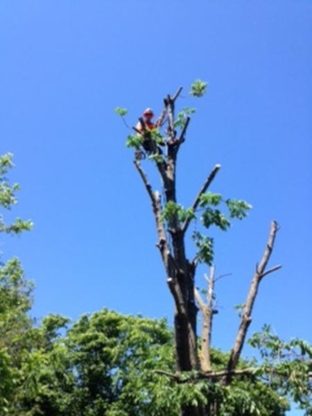 Top Notch Tree Care - Service d'entretien d'arbres