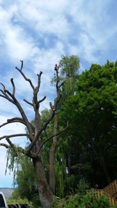 Armstrong Tree Fellers Inc - Tree Service