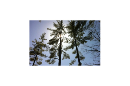 Muskoka North Tree Care - Service d'entretien d'arbres