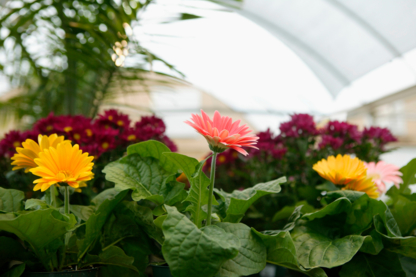 Anna's Arrangements-Hickey's Greenhouses - Centres du jardin