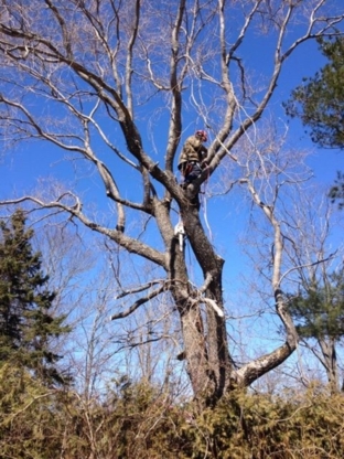 Safe-TreeFirst - Tree Service