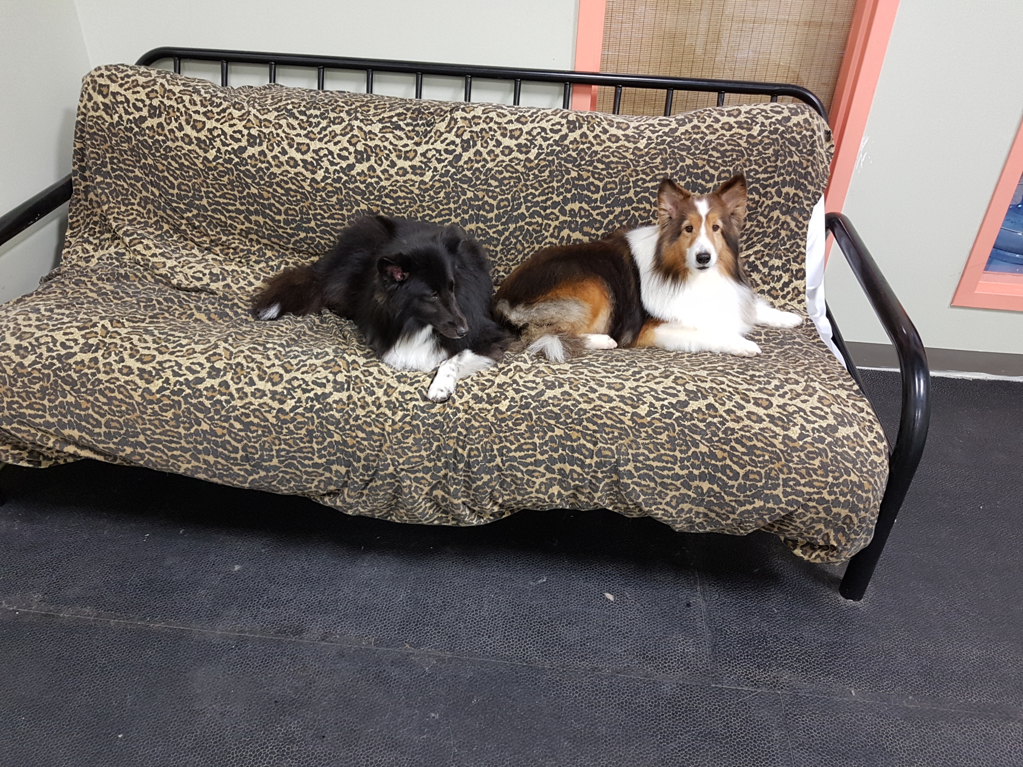 All About Grooming Opening Hours 727 Speedvale Ave W, Guelph, ON