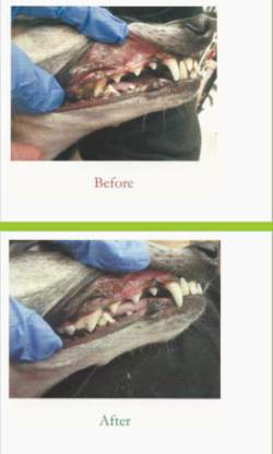 Pawsitively Natural Teeth Cleaning for Pets - Services pour animaux de compagnie