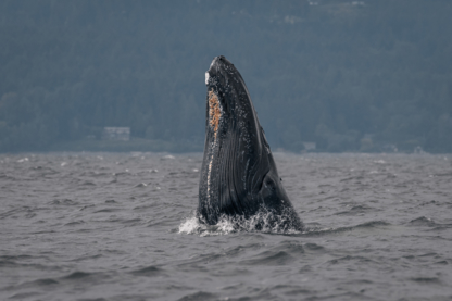 Vancouver Island Whale Watch - Excursions touristiques et guides