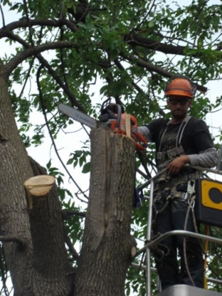 P.L. Experts Tree Service