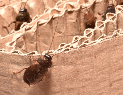 Bug Managers Pest Control - Avifuges et produits contre les oiseaux