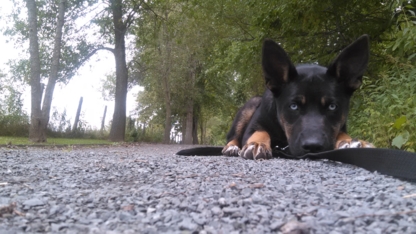 Horizon Canins Lanaudière - Dressage et éducation d'animaux de compagnie