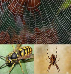 Bugman-Homesmart Plus - Pest Control Services