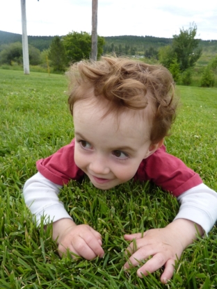 Weed Free Lawns - Lawn Maintenance