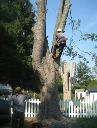 Coleson's Tree Service - Service d'entretien d'arbres