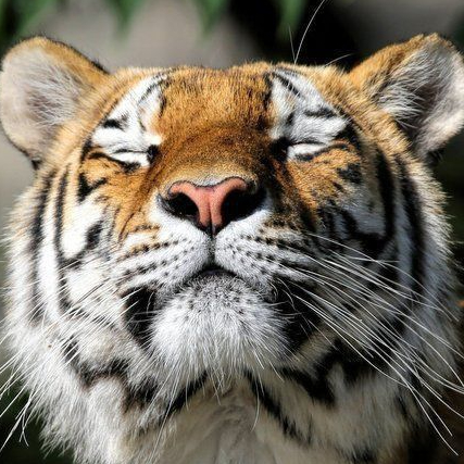 Original Tigress - Librairies