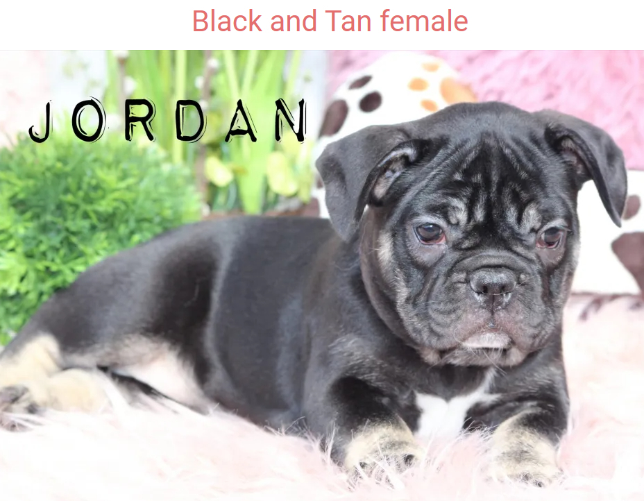 Vancouverite Bulldogs - Éleveurs de chiens