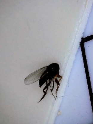 Phantom - Burnaby Pest Control