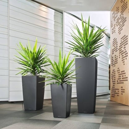 Office Plants Toronto - Indoor Plant Stores