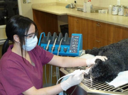 Clinique Vétérinaire de Rimouski Inc - Feed Dealers