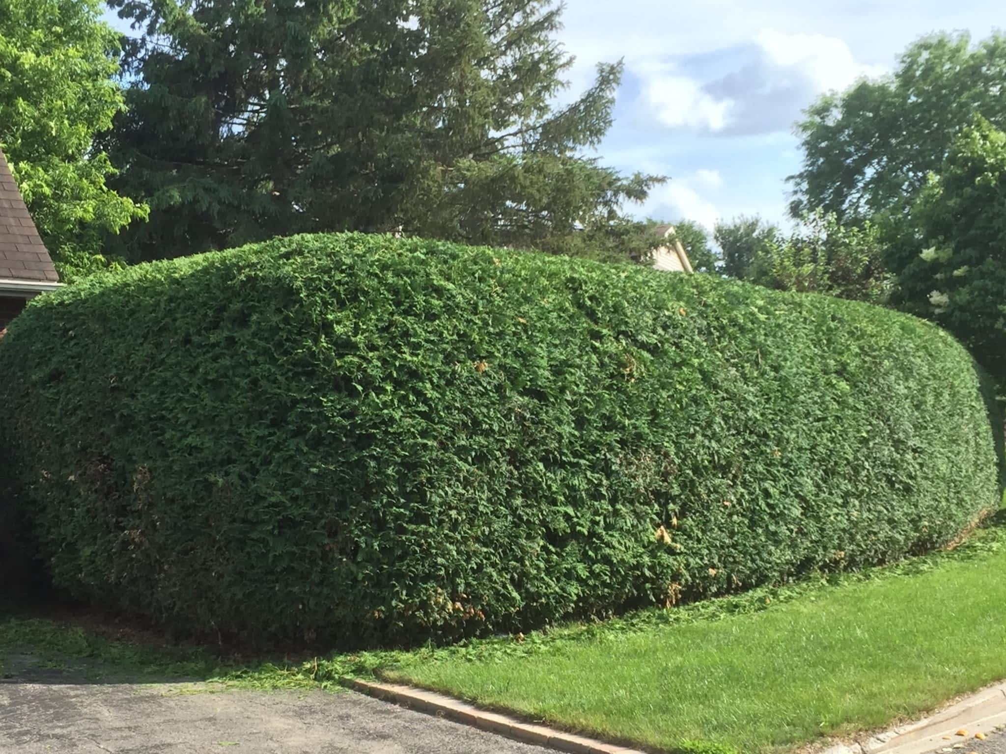 photo Hedge King