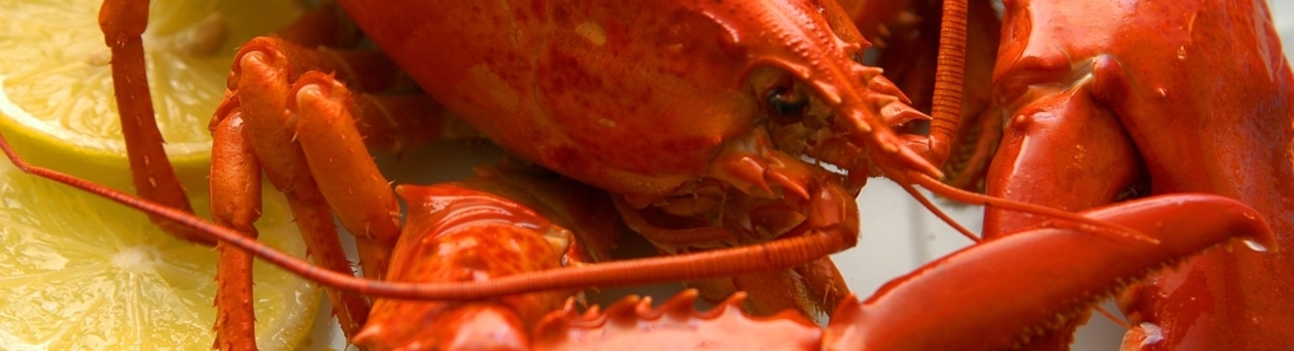 Superior seafood: Lobster you'll love in Calgary