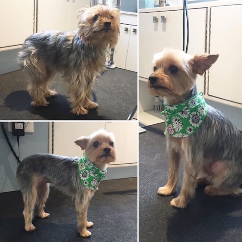 Tidy Tails Dog Grooming Victoria, BC 3884 Gordon Head Rd Canpages