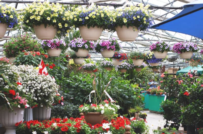 Shelmerdine Garden Center Ltd Winnipeg, MB 7800 Roblin Blvd Canpages