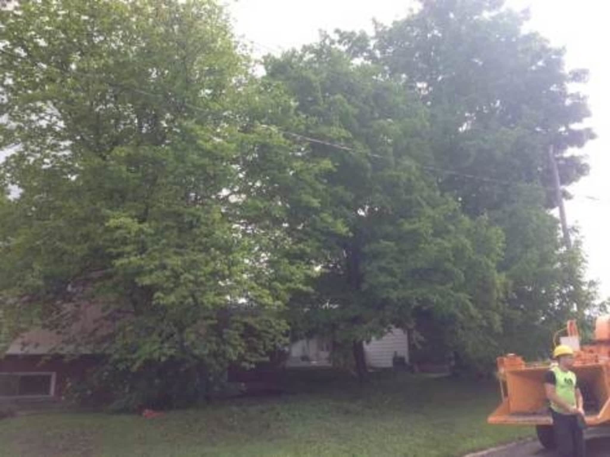 photo Ascend Tree Services