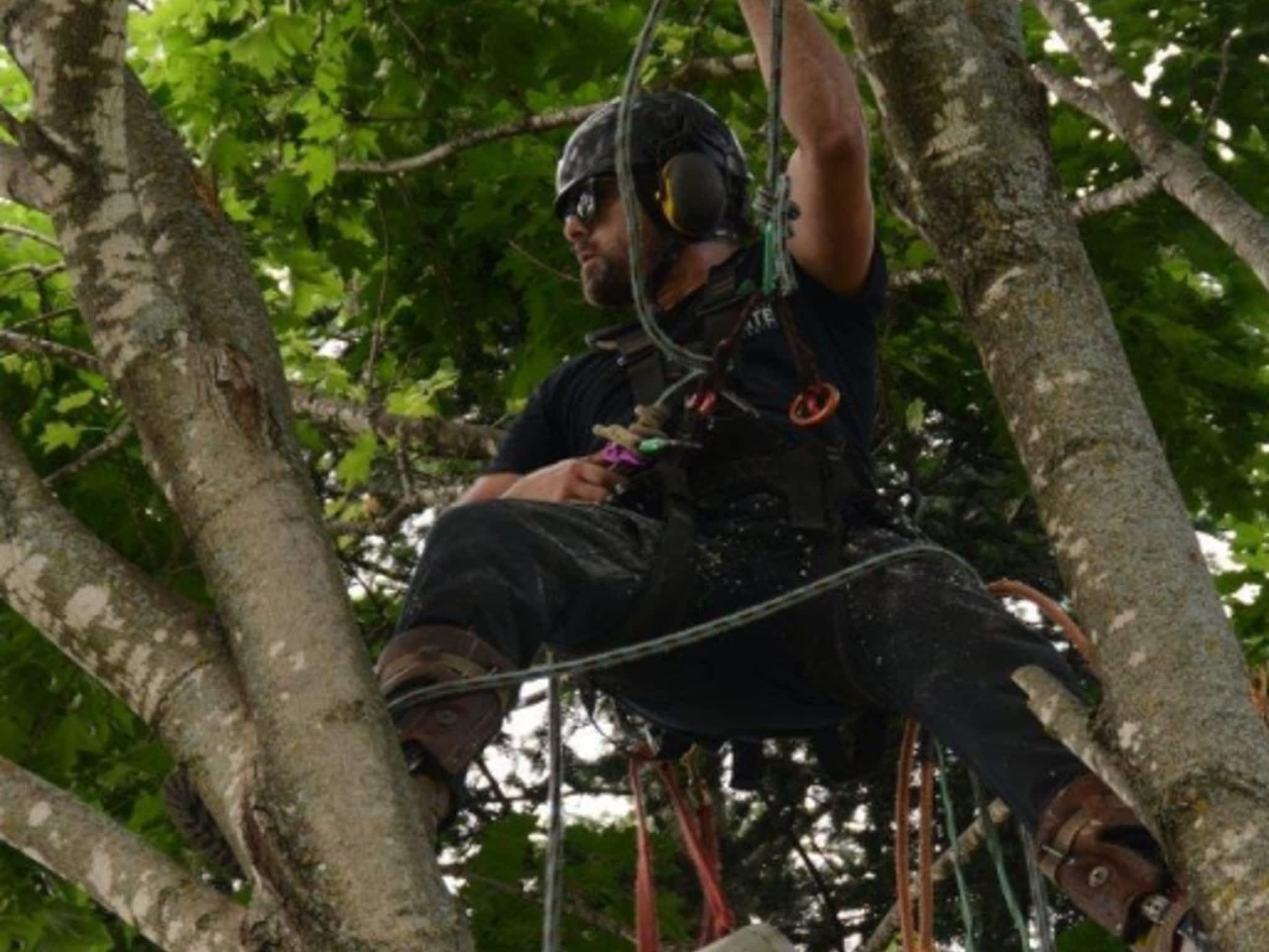 photo Arboriste Elite