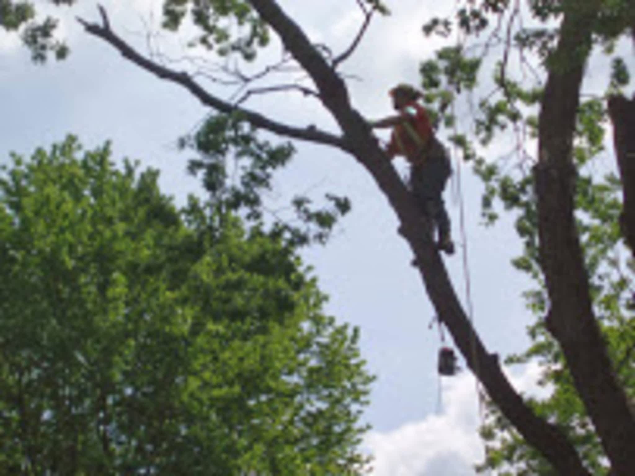 photo A C E Tree Care