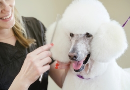 Vancouver dog spas for pampered pooches