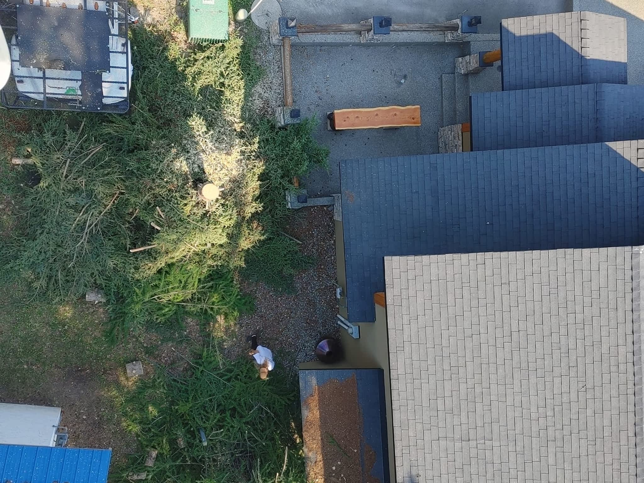 photo DW Tree Removal