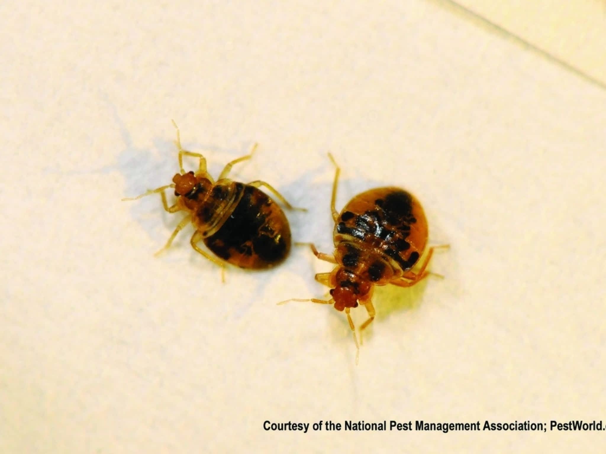 photo DMP Extermination