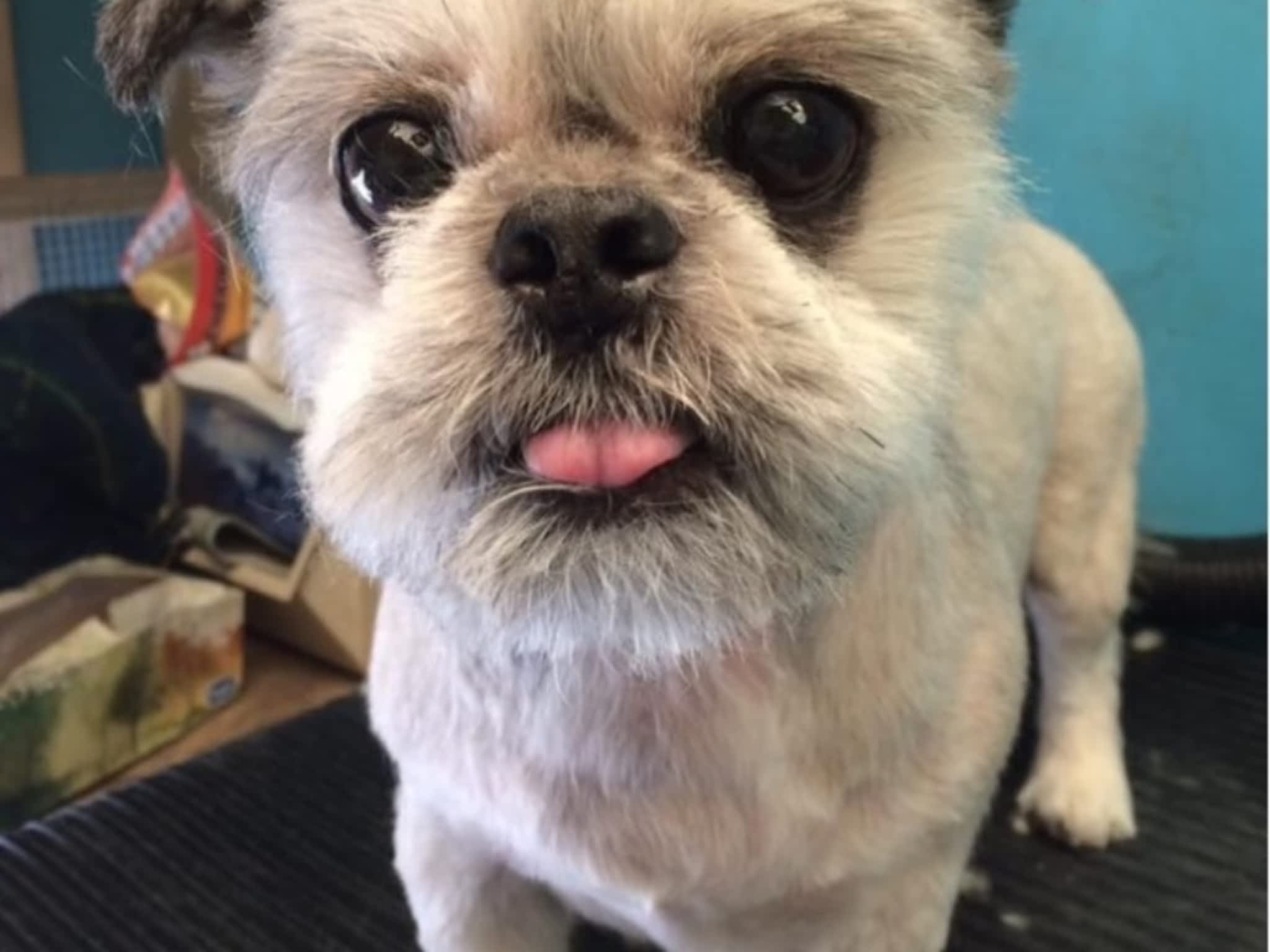 photo Toilettage Bionimo