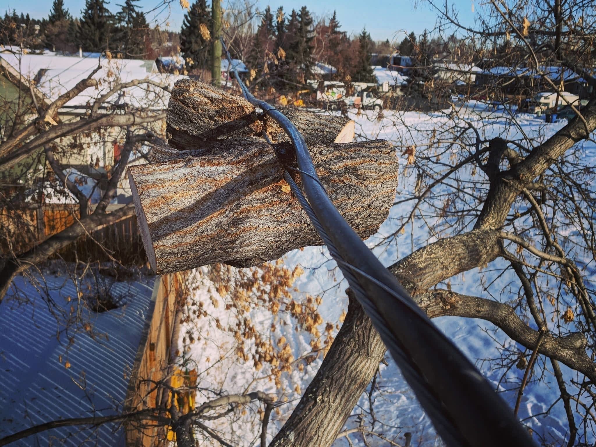 photo Raven Tree Service