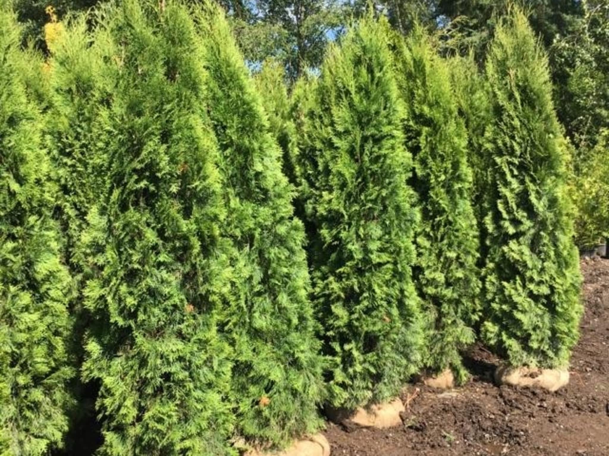 photo Ridge Meadows Tree Service LTD 2.0