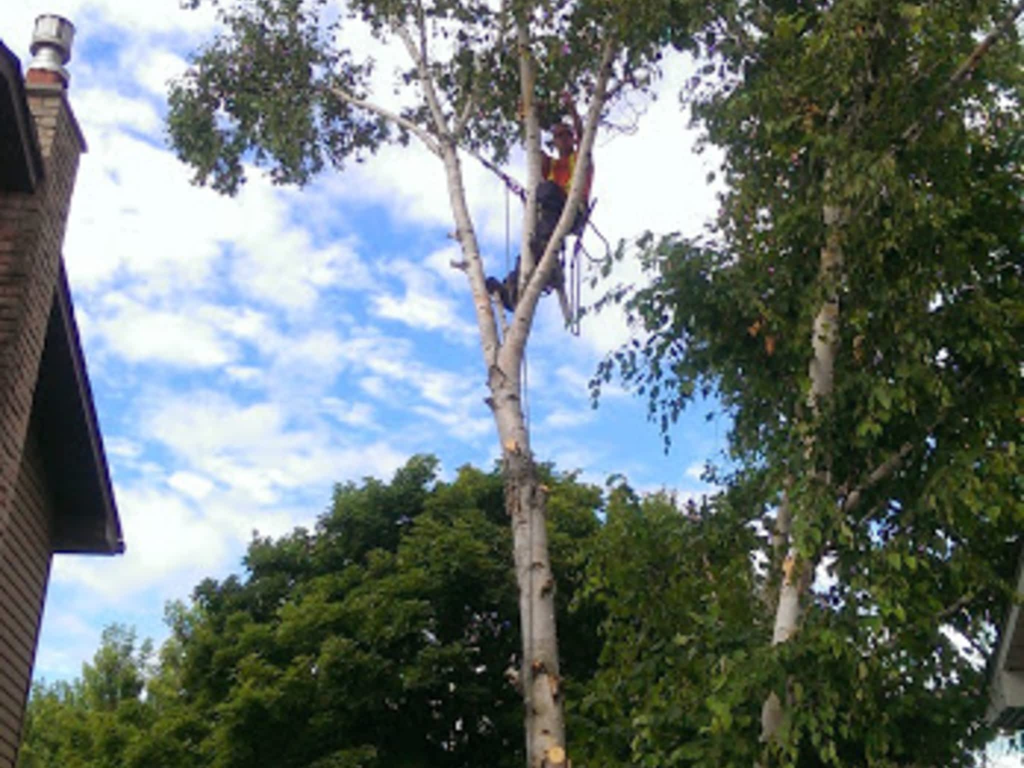 photo Clear View Tree Service