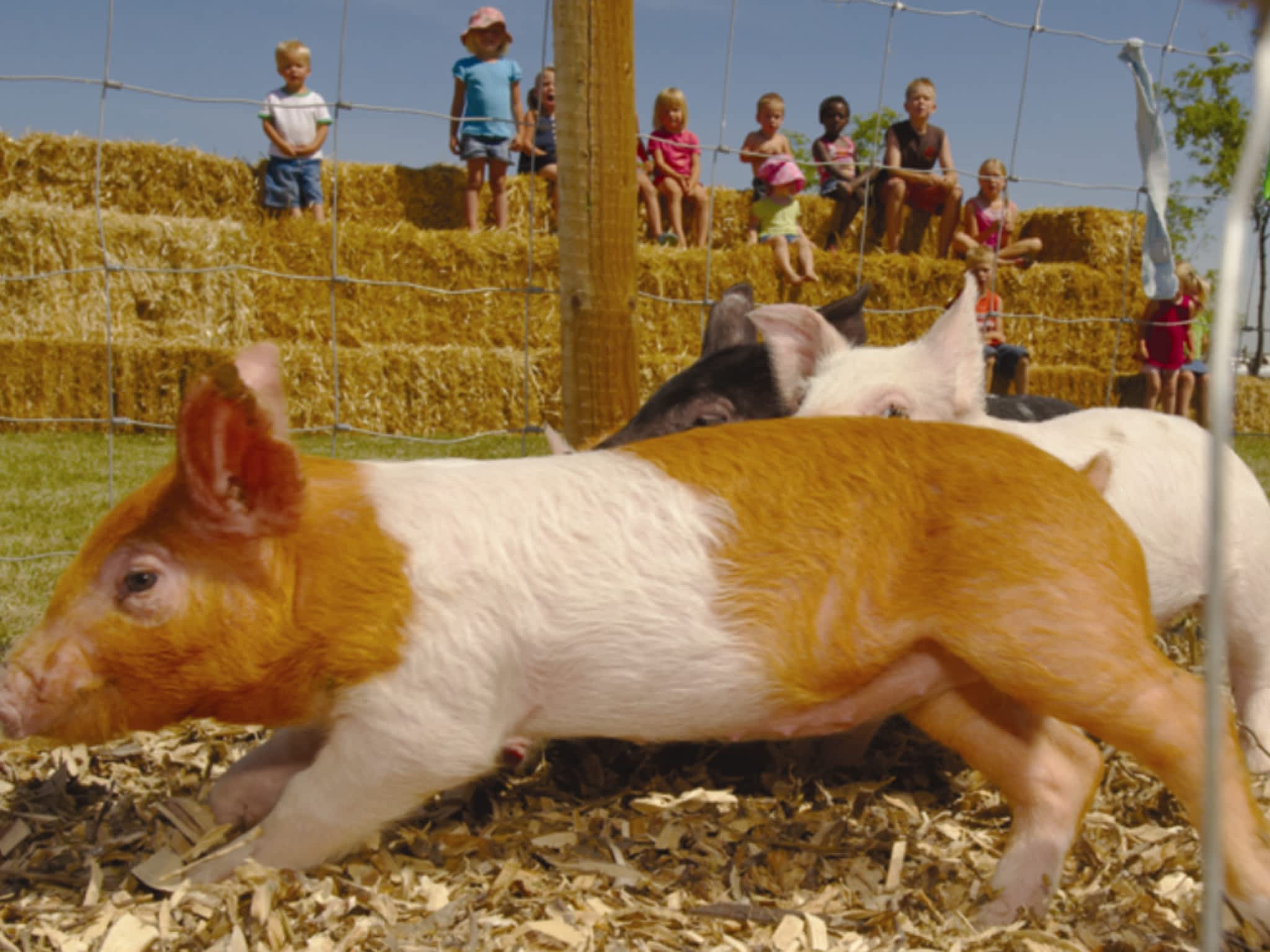 photo Lacombe Corn Maze