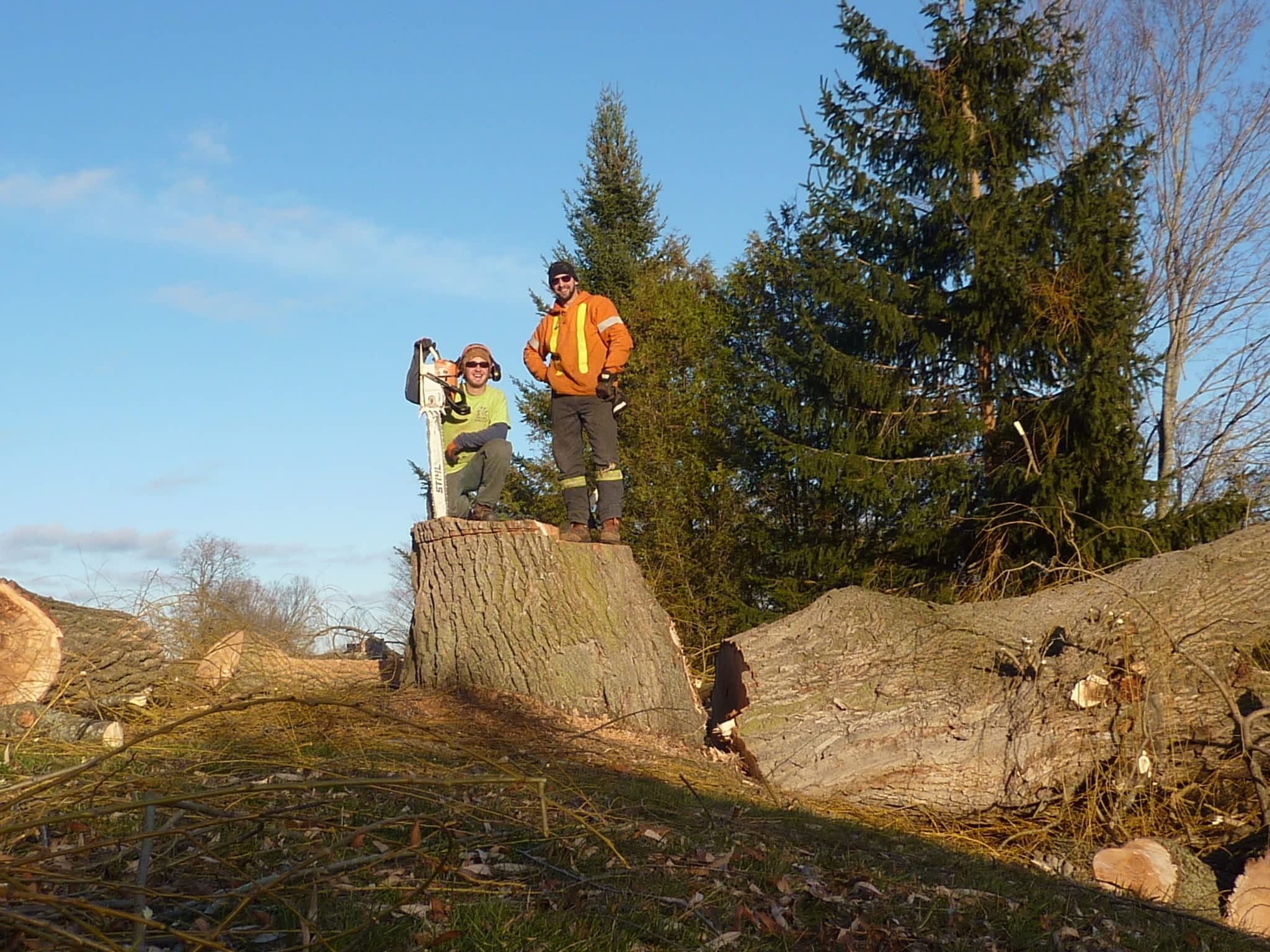 photo Sinclair's Tree Care