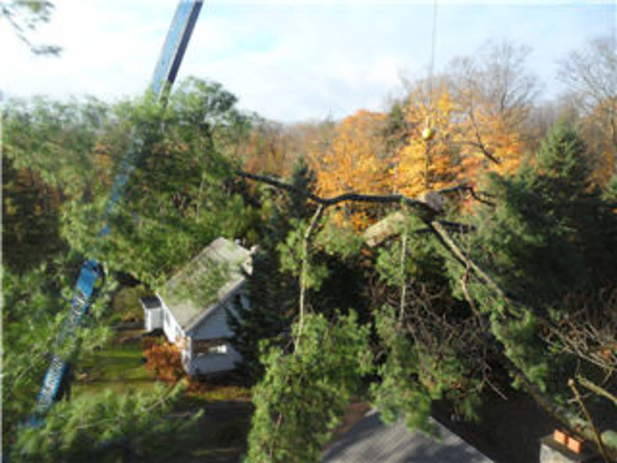 photo Bark Ridge Tree Service