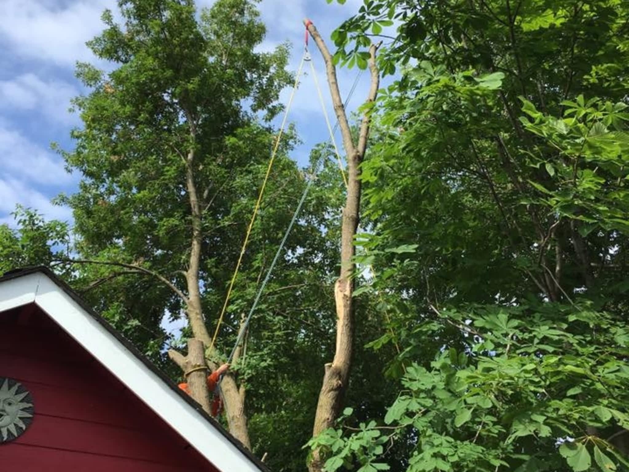 photo Ott's Tree Service